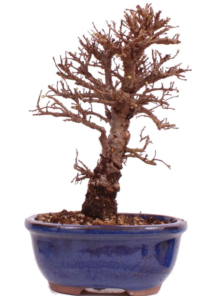 Bonsai - Ulmus parvifolia 'Nire', Chinesische Ulme, Korkulme aus Japan 229/117