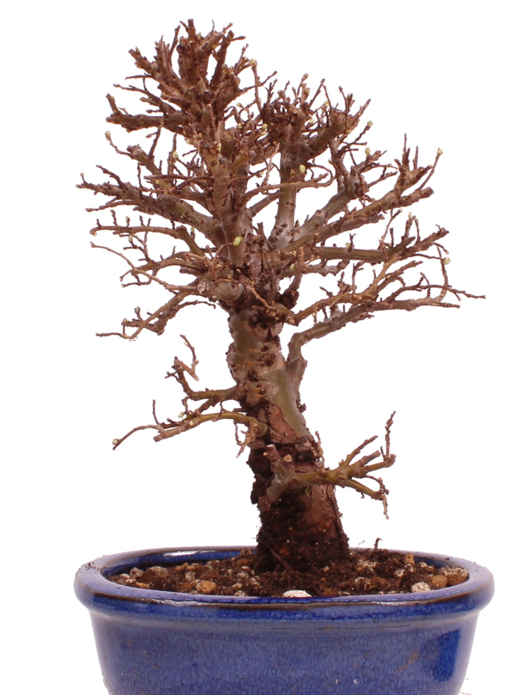 Bonsai - Ulmus parvifolia 'Nire', Chinesische Ulme, Korkulme aus Japan 229/117