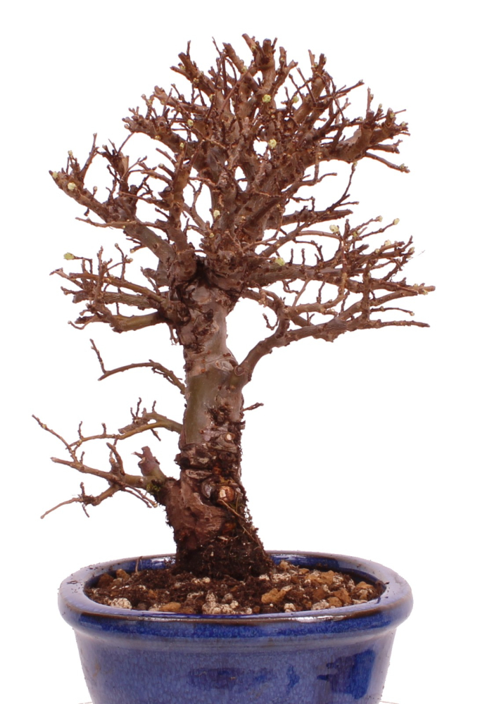 Bonsai - Ulmus parvifolia 'Nire', Chinesische Ulme, Korkulme aus Japan 229/117