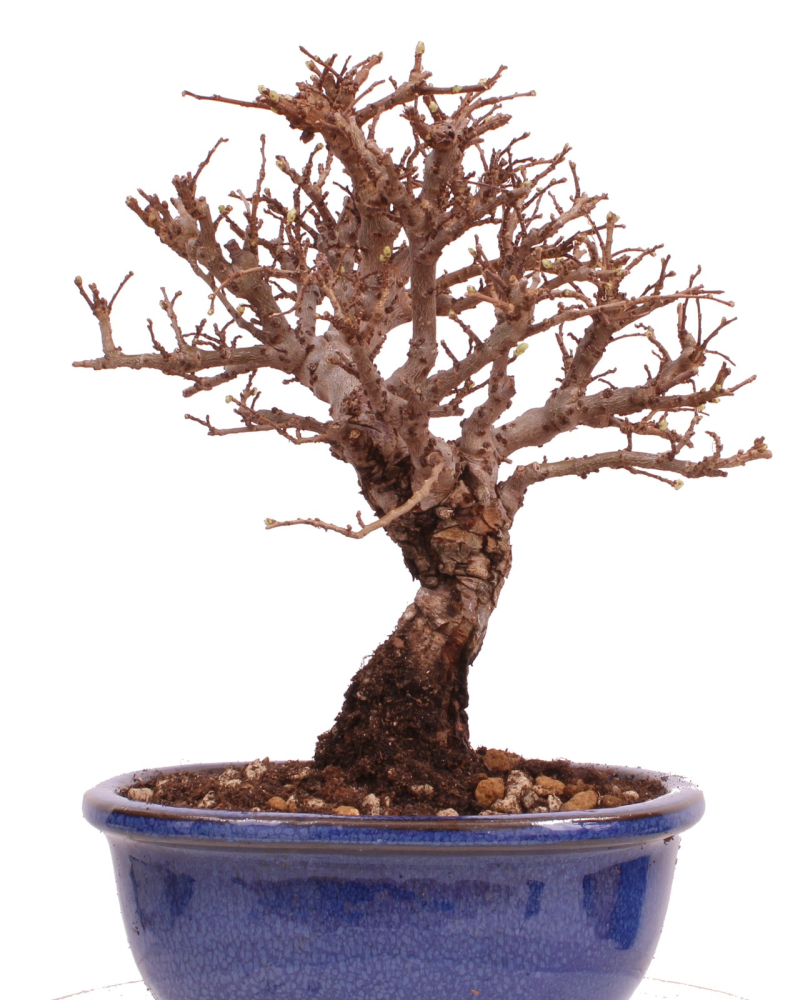 Bonsai - Ulmus parvifolia 'Nire', Chinesische Ulme, Korkulme aus Japan 229/119