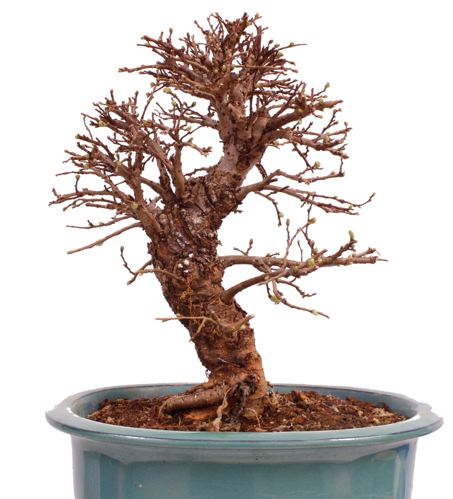 Bonsai - Ulmus parvifolia 'Nire', Chinesische Ulme, Korkulme aus Japan 229/120