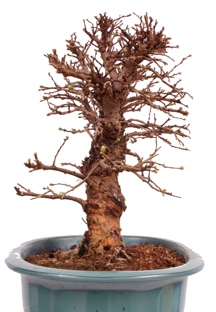 Bonsai - Ulmus parvifolia 'Nire', Chinesische Ulme, Korkulme aus Japan 229/120