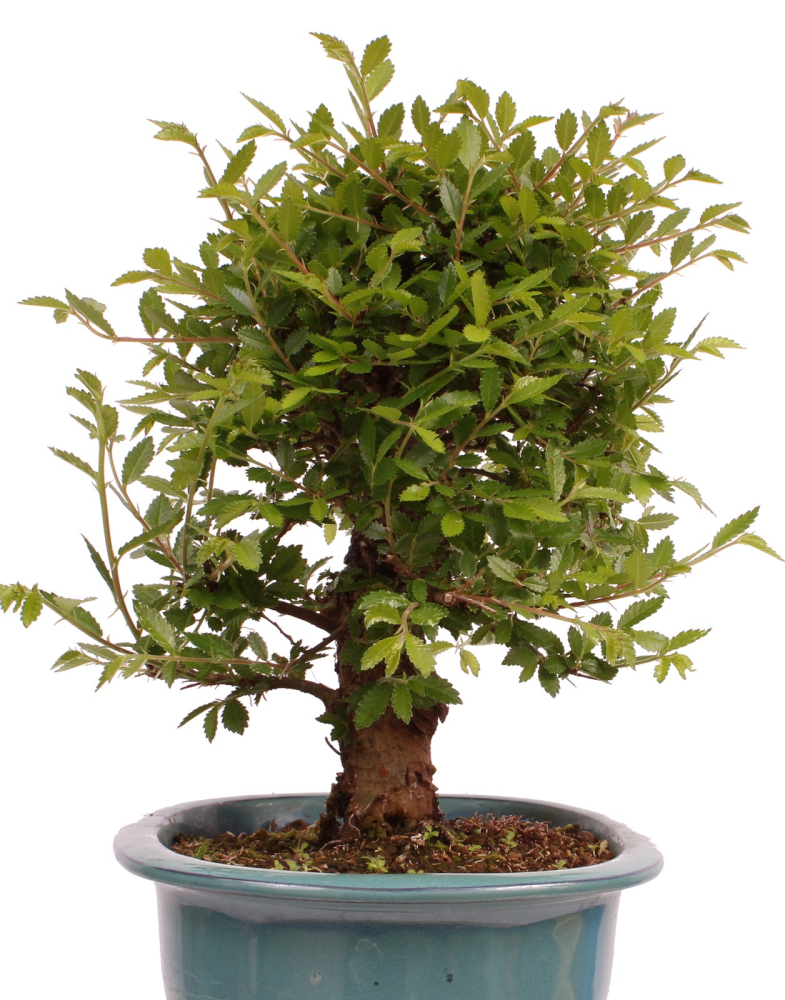 Preview: Bonsai - Ulmus parvifolia 'Nire', Chinesische Ulme, Korkulme aus Japan 229/120