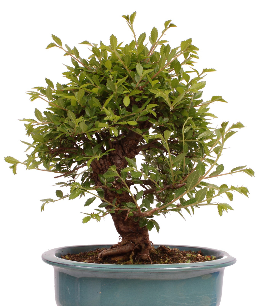 Preview: Bonsai - Ulmus parvifolia 'Nire', Chinesische Ulme, Korkulme aus Japan 229/120