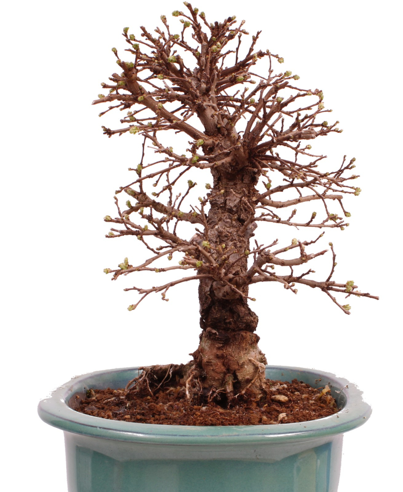 Preview: Bonsai - Ulmus parvifolia 'Nire', Chinesische Ulme, Korkulme aus Japan 229/121