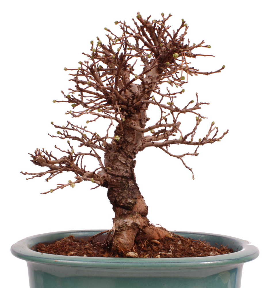 Preview: Bonsai - Ulmus parvifolia 'Nire', Chinesische Ulme, Korkulme aus Japan 229/121