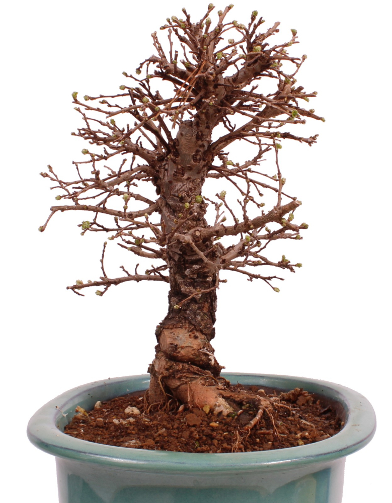 Preview: Bonsai - Ulmus parvifolia 'Nire', Chinesische Ulme, Korkulme aus Japan 229/121