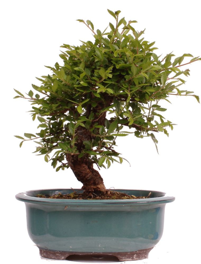 Bonsai - Ulmus parvifolia 'Nire', Chinesische Ulme, Korkulme aus Japan 229/122