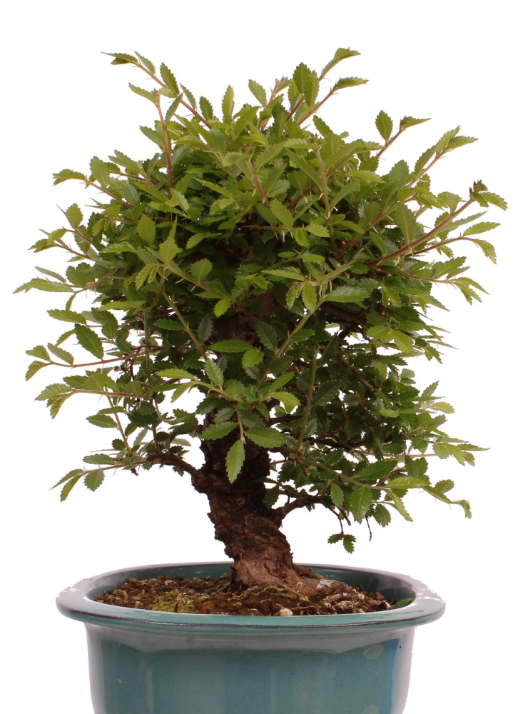 Preview: Bonsai - Ulmus parvifolia 'Nire', Chinesische Ulme, Korkulme aus Japan 229/122