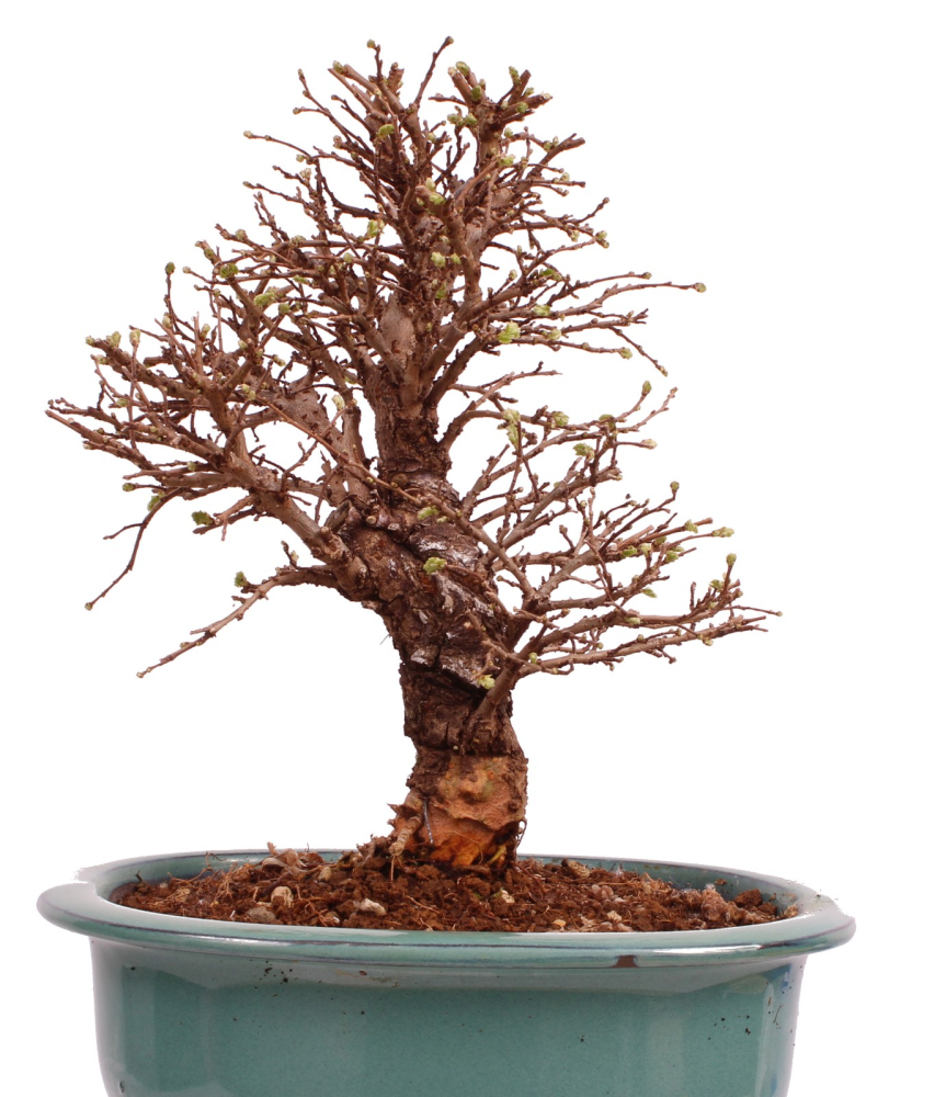 Bonsai - Ulmus parvifolia 'Nire', Chinesische Ulme, Korkulme aus Japan 229/123