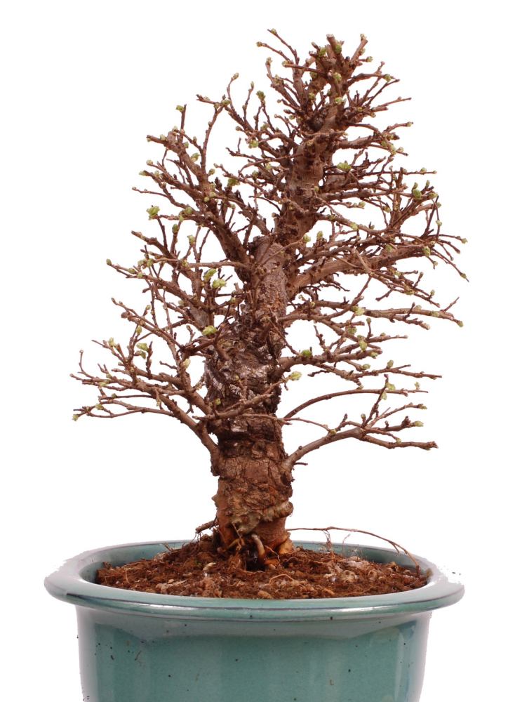 Bonsai - Ulmus parvifolia 'Nire', Chinesische Ulme, Korkulme aus Japan 229/123