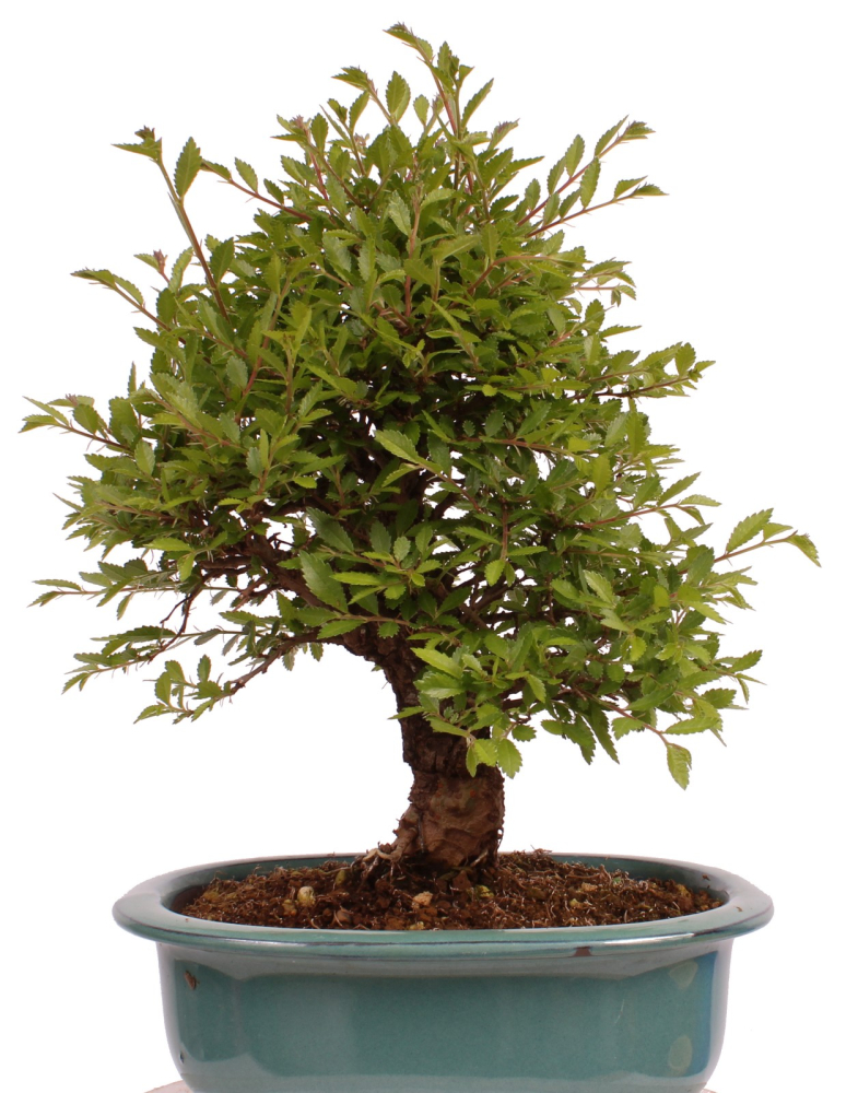 Preview: Bonsai - Ulmus parvifolia 'Nire', Chinesische Ulme, Korkulme aus Japan 229/123