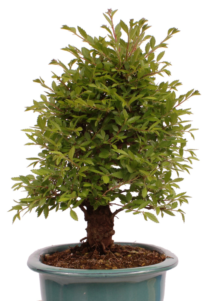 Preview: Bonsai - Ulmus parvifolia 'Nire', Chinesische Ulme, Korkulme aus Japan 229/123