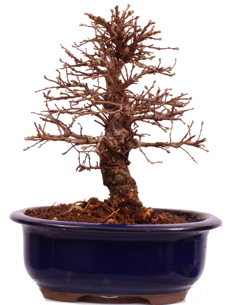 Bonsai - Ulmus parvifolia 'Nire', Chinesische Ulme, Korkulme aus Japan 229/124
