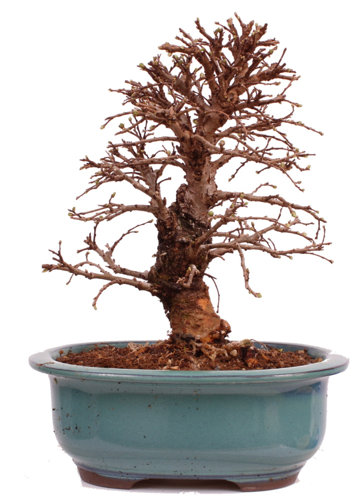 Bonsai - Ulmus parvifolia 'Nire', Chinesische Ulme, Korkulme aus Japan 229/125