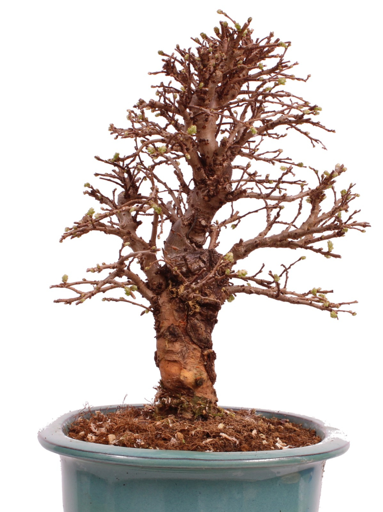 Bonsai - Ulmus parvifolia 'Nire', Chinesische Ulme, Korkulme aus Japan 229/126