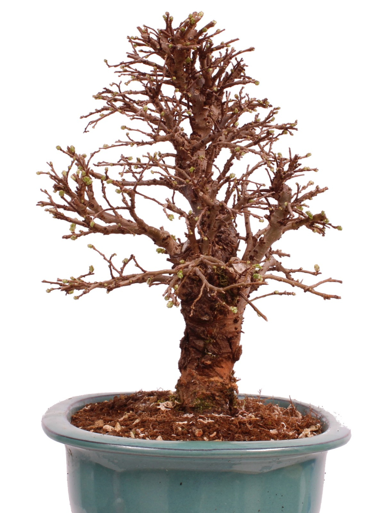 Bonsai - Ulmus parvifolia 'Nire', Chinesische Ulme, Korkulme aus Japan 229/126