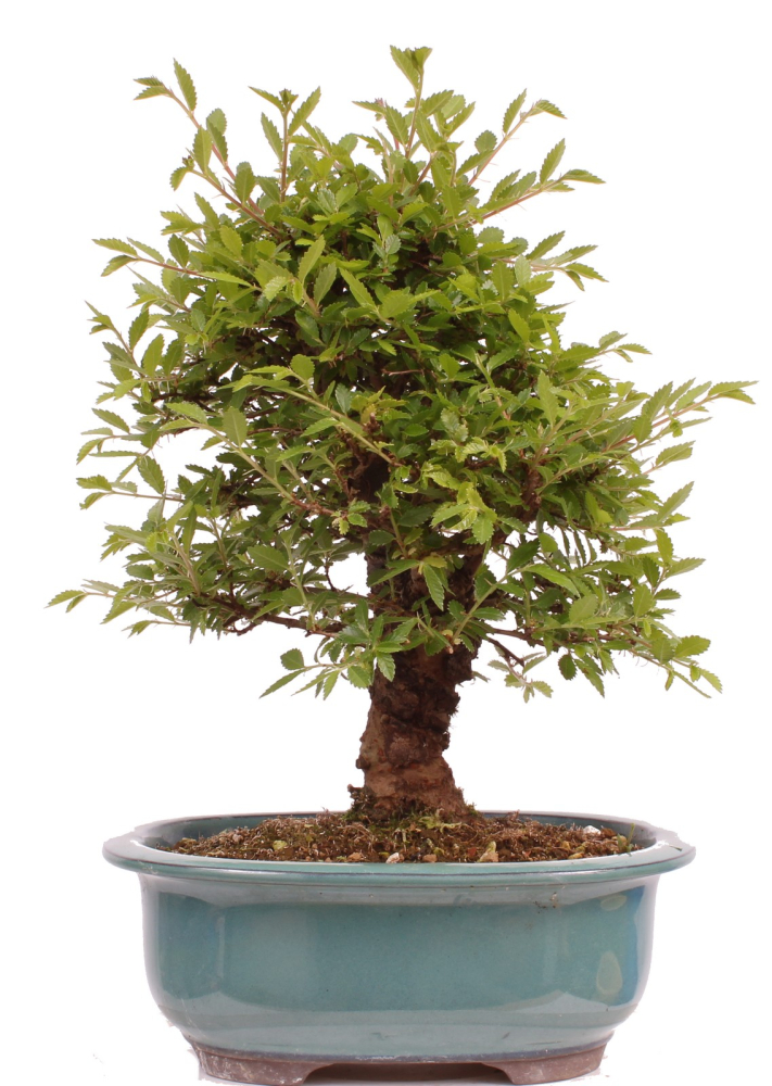 Bonsai - Ulmus parvifolia 'Nire', Chinesische Ulme, Korkulme aus Japan 229/126