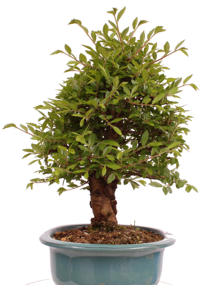 Preview: Bonsai - Ulmus parvifolia 'Nire', Chinesische Ulme, Korkulme aus Japan 229/126