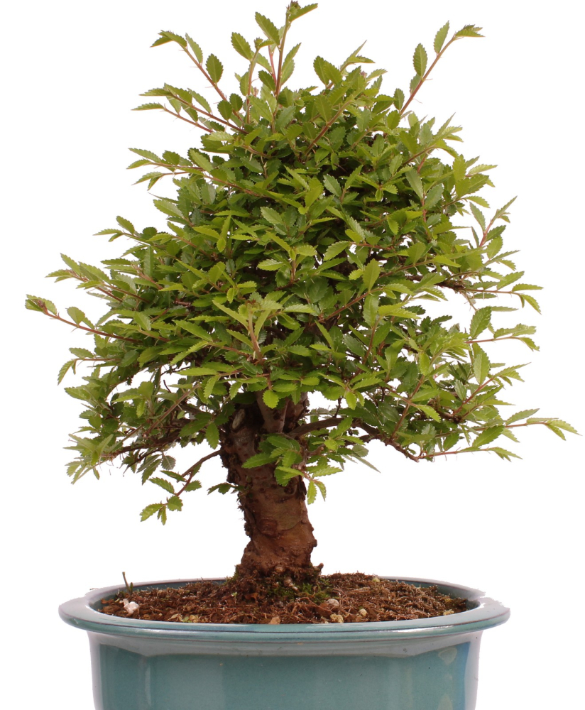 Preview: Bonsai - Ulmus parvifolia 'Nire', Chinesische Ulme, Korkulme aus Japan 229/126