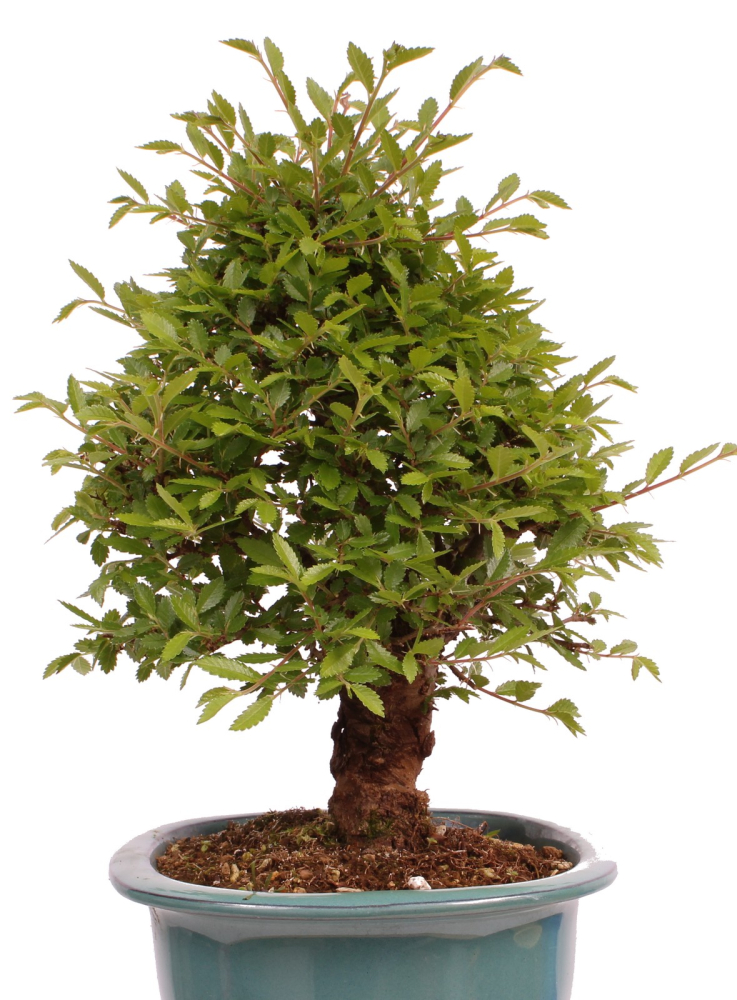 Preview: Bonsai - Ulmus parvifolia 'Nire', Chinesische Ulme, Korkulme aus Japan 229/126