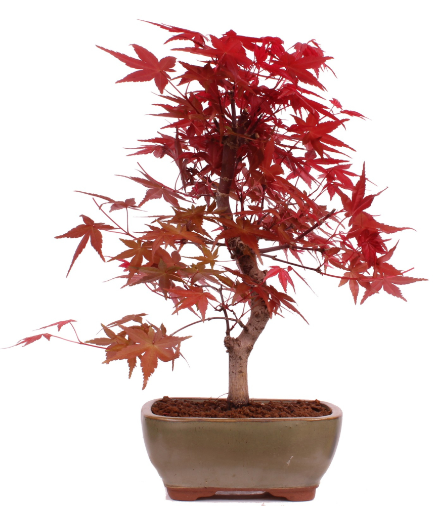 Bonsai - Acer palmatum 'Deshojo', roter Fächerahorn aus Japan 229/12