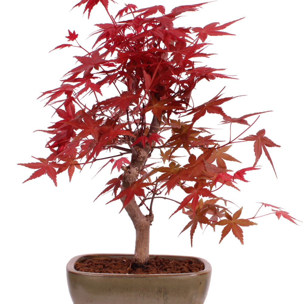Preview: Bonsai - Acer palmatum 'Deshojo', roter Fächerahorn aus Japan 229/12