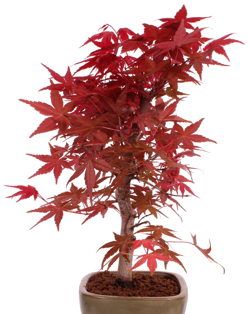 Preview: Bonsai - Acer palmatum 'Deshojo', roter Fächerahorn aus Japan 229/12