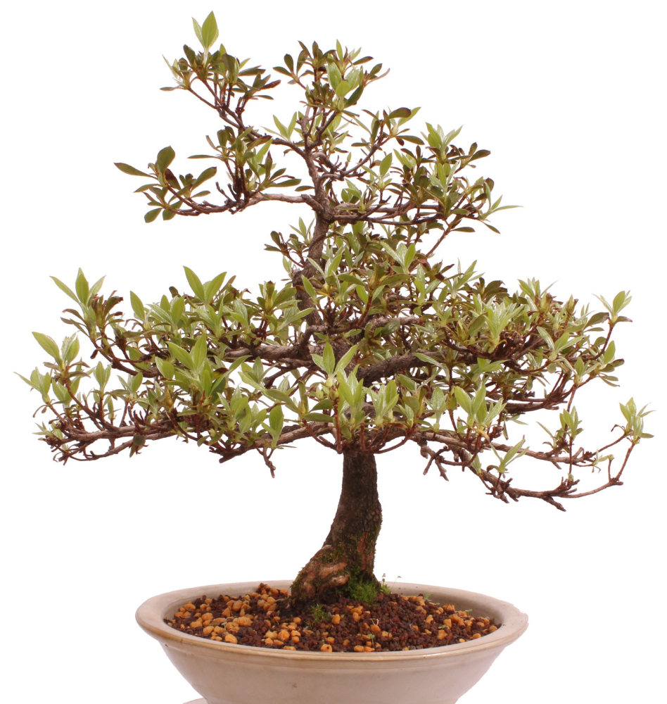 Bonsai Japanische Satsuki Azalee 'Reiko' Rhododendron indicum 229/132