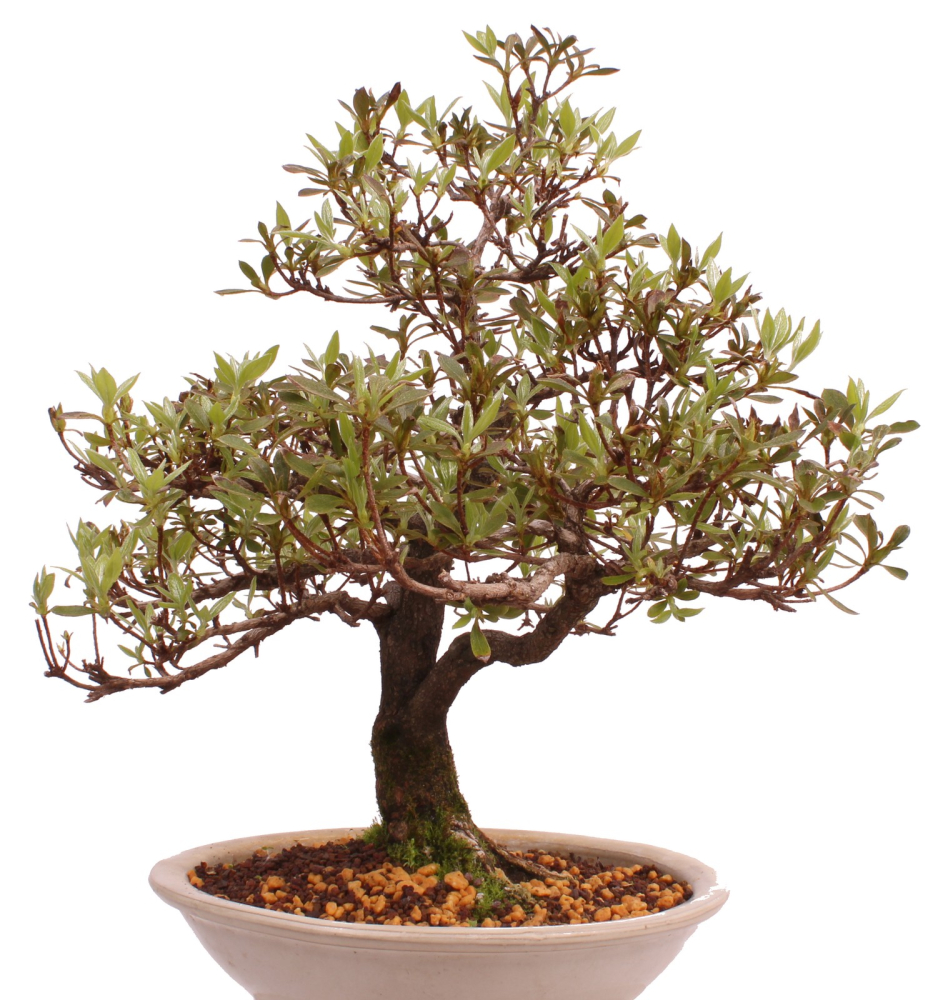 Bonsai Japanische Satsuki Azalee 'Reiko' Rhododendron indicum 229/132