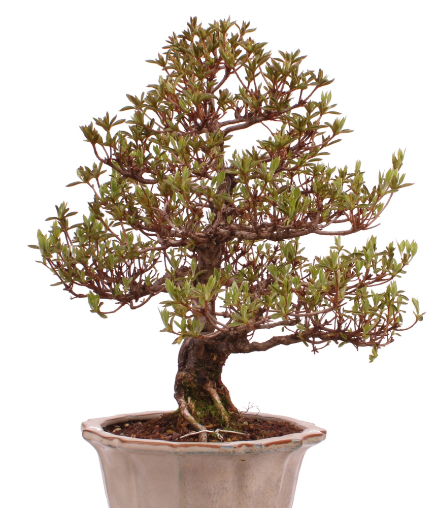 Bonsai Japanische Satsuki Azalee 'Suzukaze' Rhododendron indicum 229/133