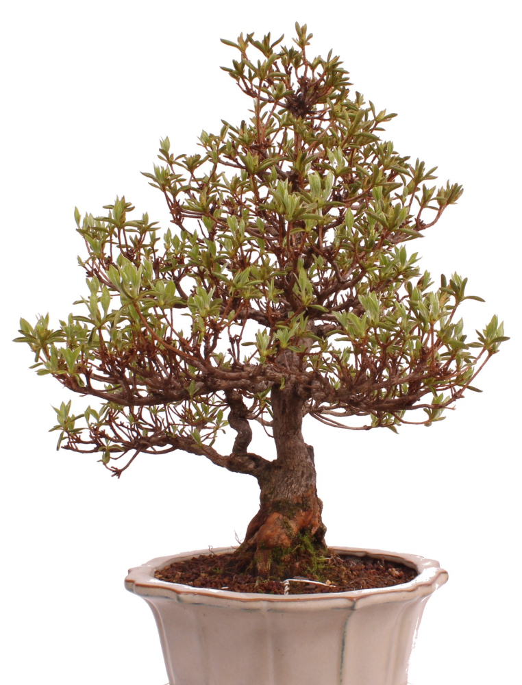Bonsai Japanische Satsuki Azalee 'Suzukaze' Rhododendron indicum 229/133