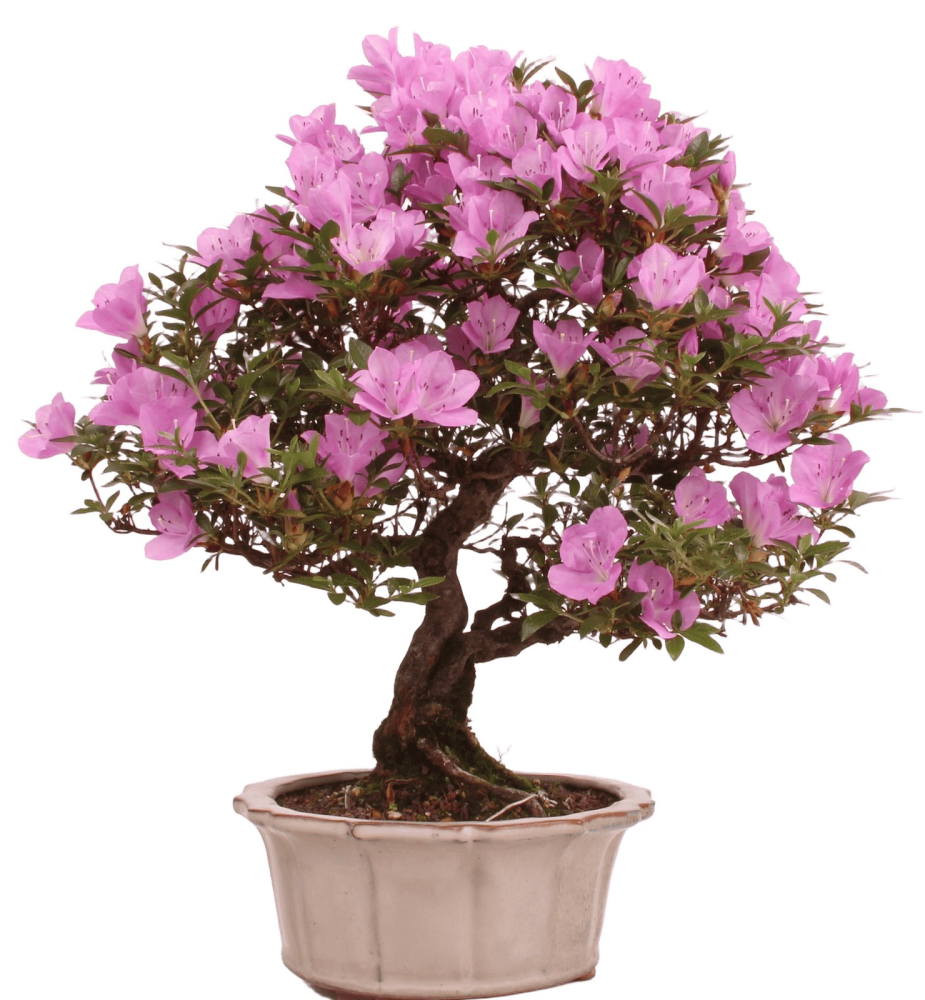 Bonsai Japanische Satsuki Azalee 'Suzukaze' Rhododendron indicum 229/133