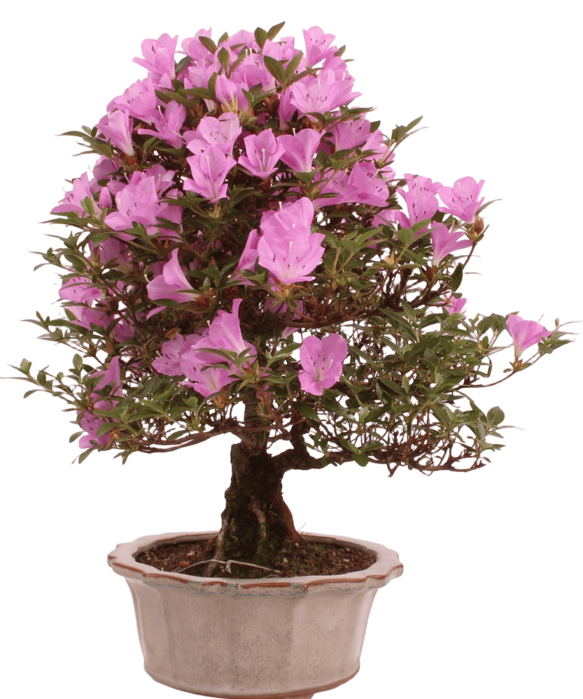 Preview: Bonsai Japanische Satsuki Azalee 'Suzukaze' Rhododendron indicum 229/133
