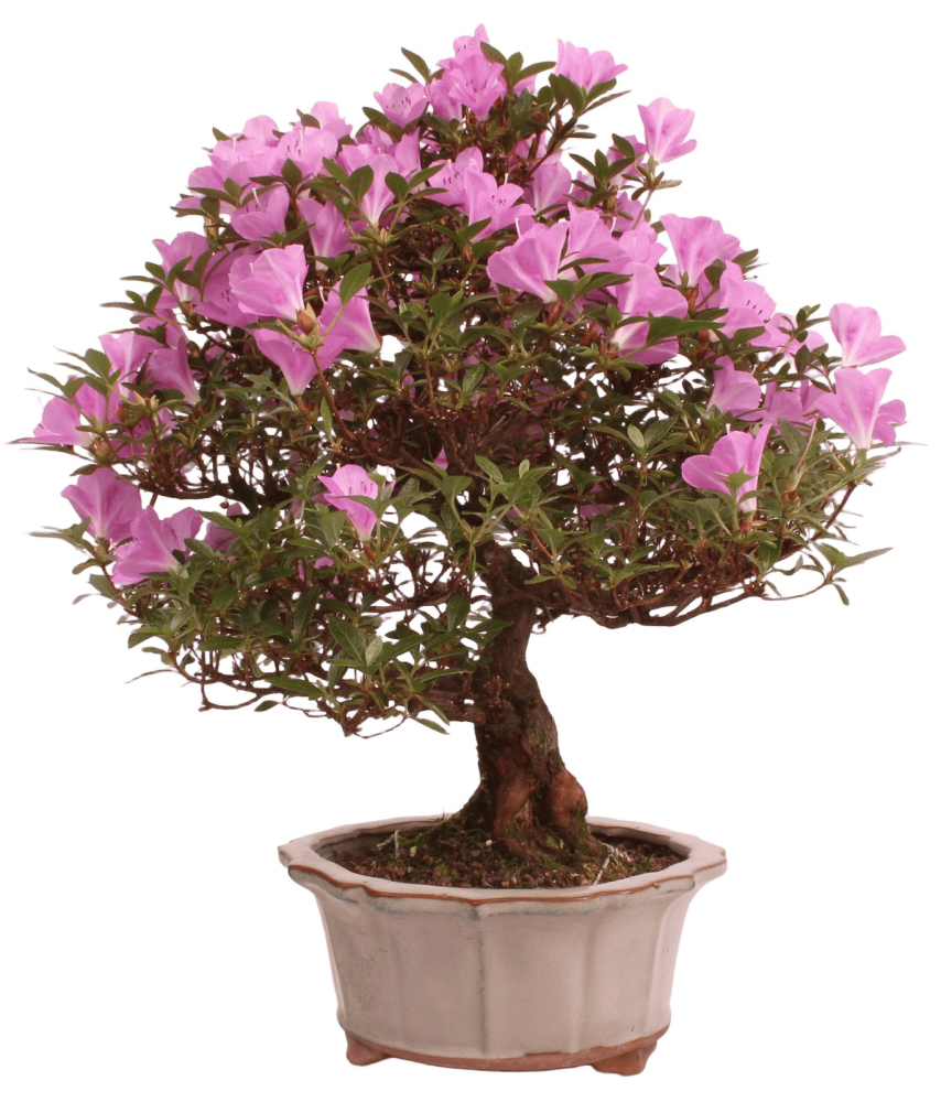 Preview: Bonsai Japanische Satsuki Azalee 'Suzukaze' Rhododendron indicum 229/133