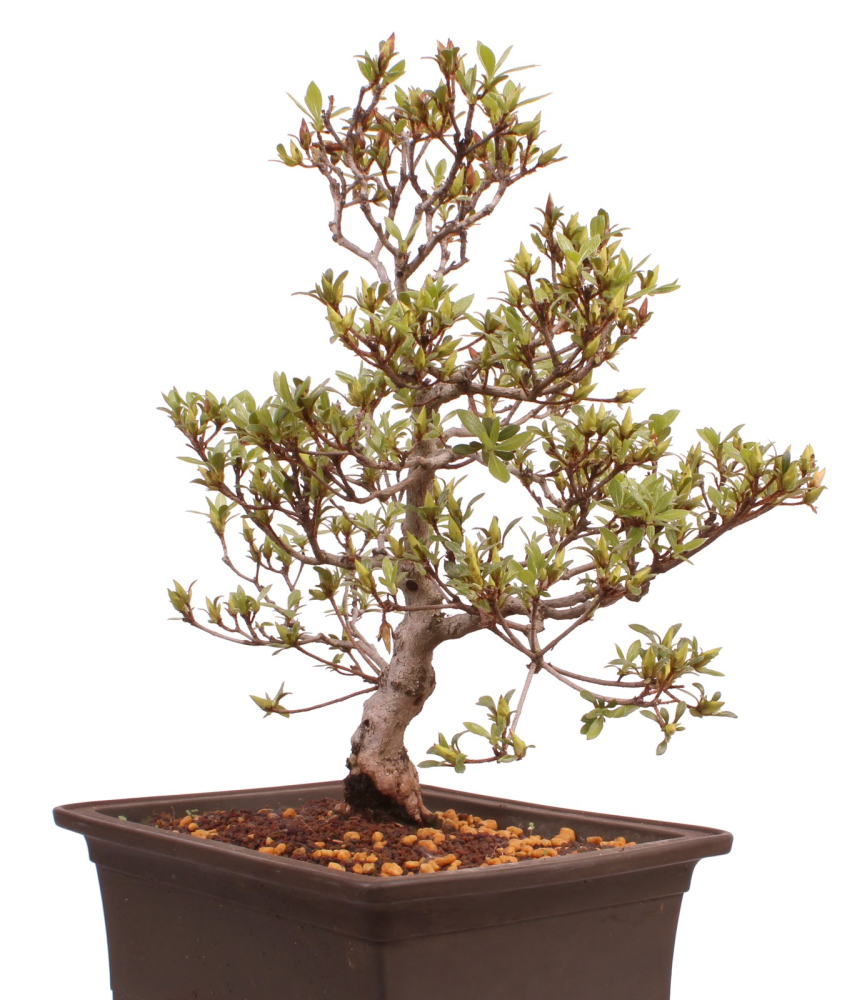 Preview: Bonsai Japanische Satsuki Azalee 'Hi-no-Maru' Rhododendron indicum 229/134