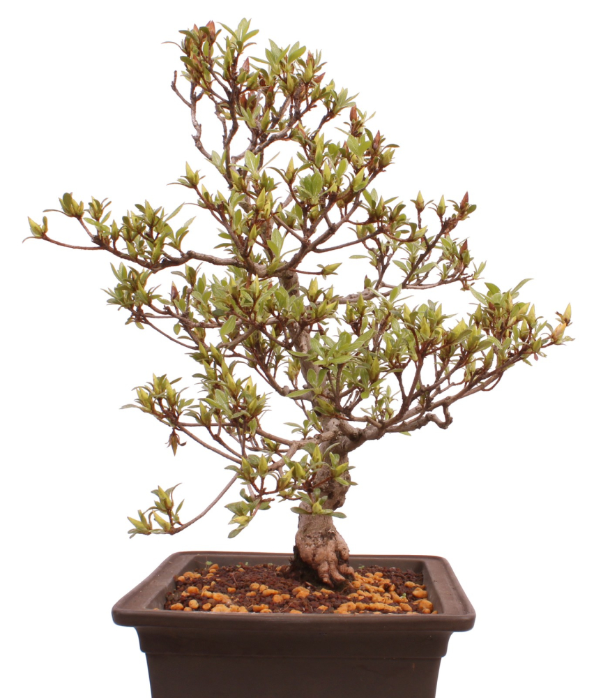 Bonsai Japanische Satsuki Azalee 'Hi-no-Maru' Rhododendron indicum 229/134