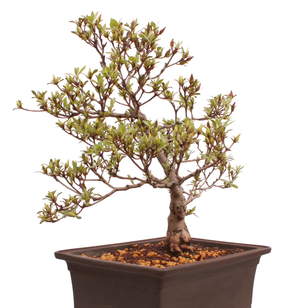 Bonsai Japanische Satsuki Azalee 'Hi-no-Maru' Rhododendron indicum 229/134