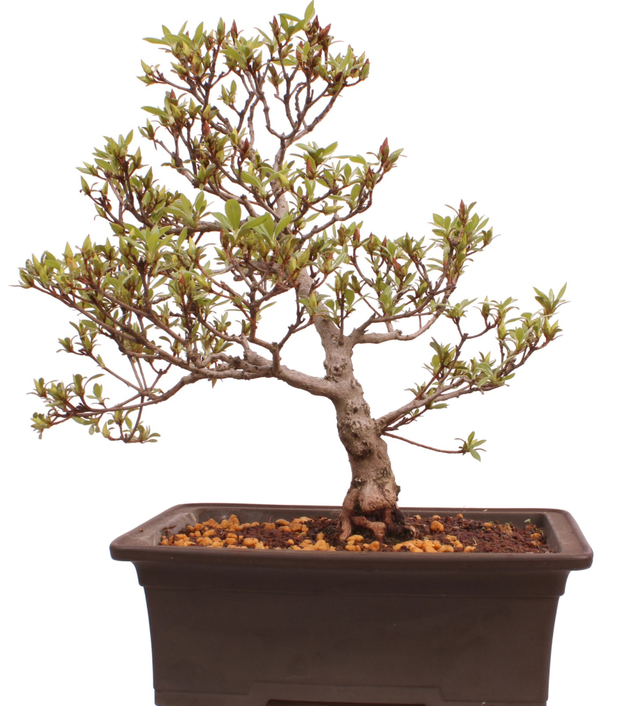 Bonsai Japanische Satsuki Azalee 'Hi-no-Maru' Rhododendron indicum 229/134