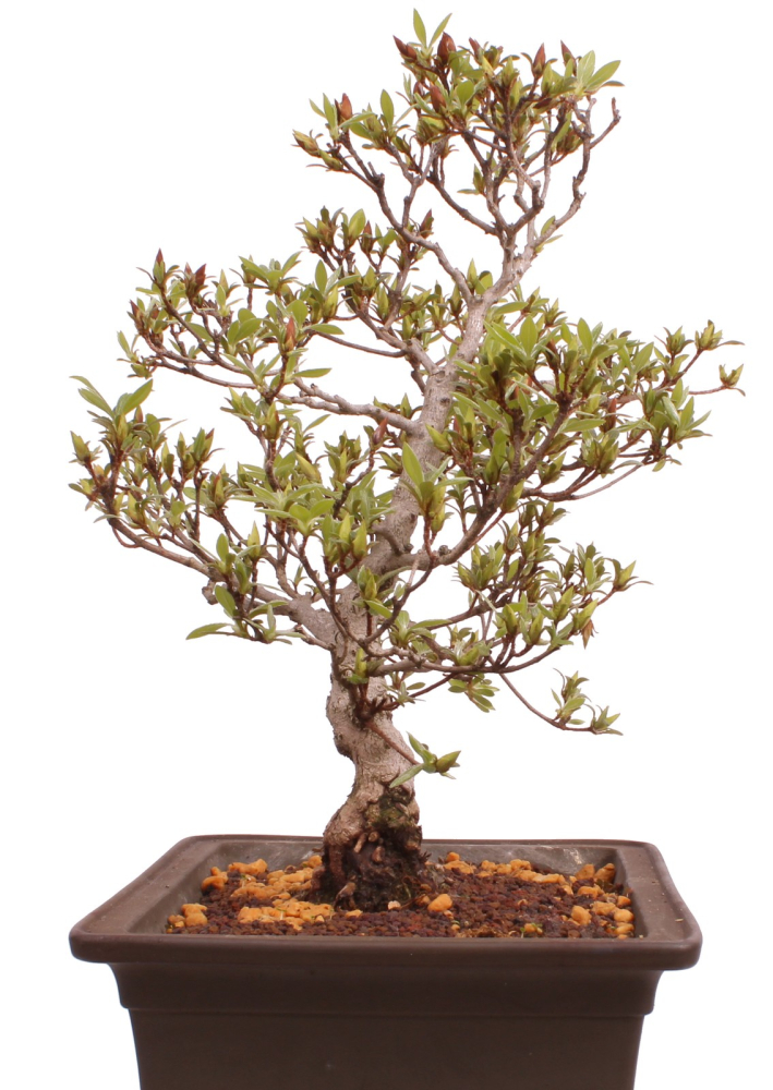 Bonsai Japanische Satsuki Azalee 'Hi-no-Maru' Rhododendron indicum 229/134
