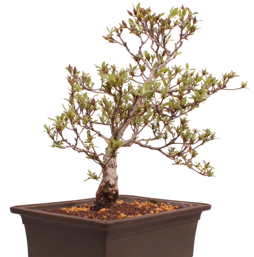 Bonsai Japanische Satsuki Azalee 'Hi-no-Maru' Rhododendron indicum 229/134