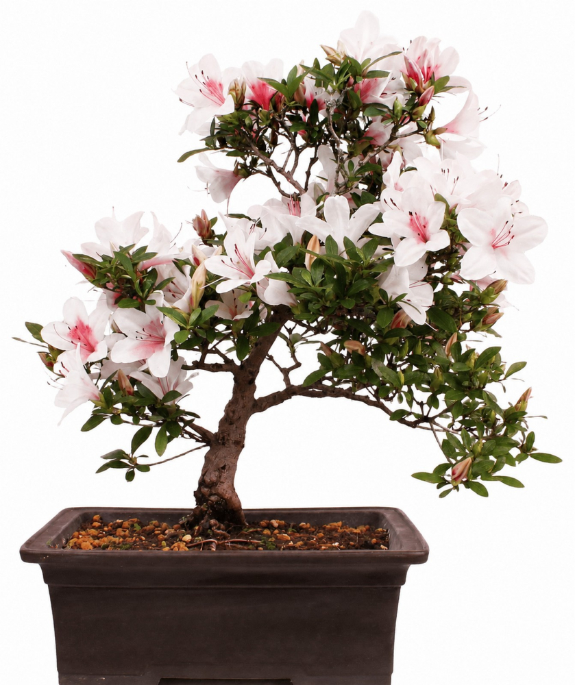 Bonsai Japanische Satsuki Azalee 'Hi-no-Maru' Rhododendron indicum 229/134