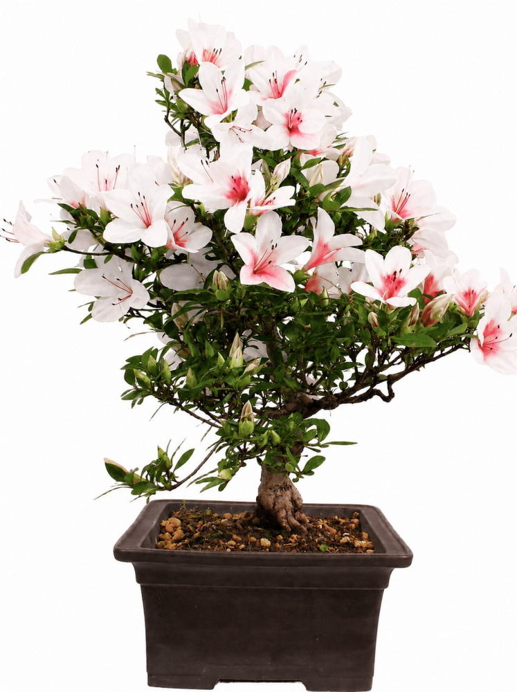 Preview: Bonsai Japanische Satsuki Azalee 'Hi-no-Maru' Rhododendron indicum 229/134