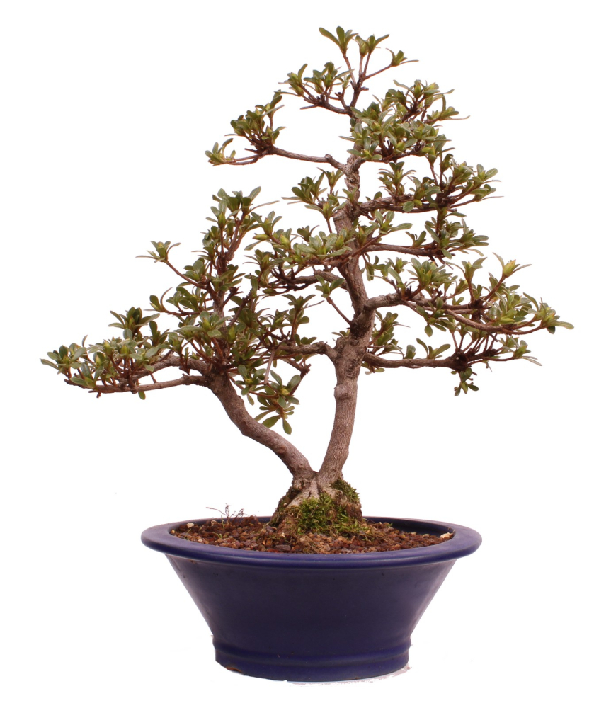 Bonsai Japanische Satsuki Azalee 'Senbazuru' Rhododendron indicum 229/135