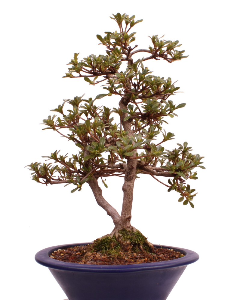 Preview: Bonsai Japanische Satsuki Azalee 'Senbazuru' Rhododendron indicum 229/135