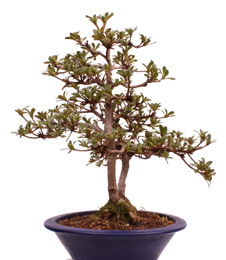 Bonsai Japanische Satsuki Azalee 'Senbazuru' Rhododendron indicum 229/135