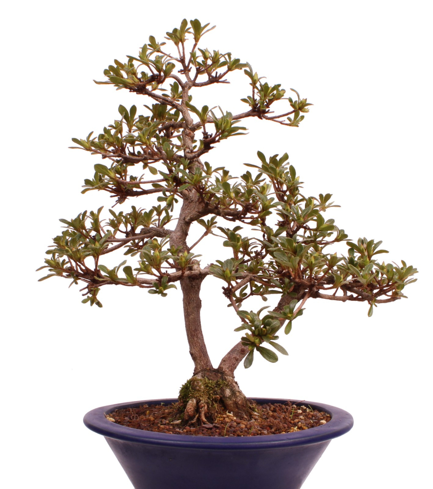 Bonsai Japanische Satsuki Azalee 'Senbazuru' Rhododendron indicum 229/135
