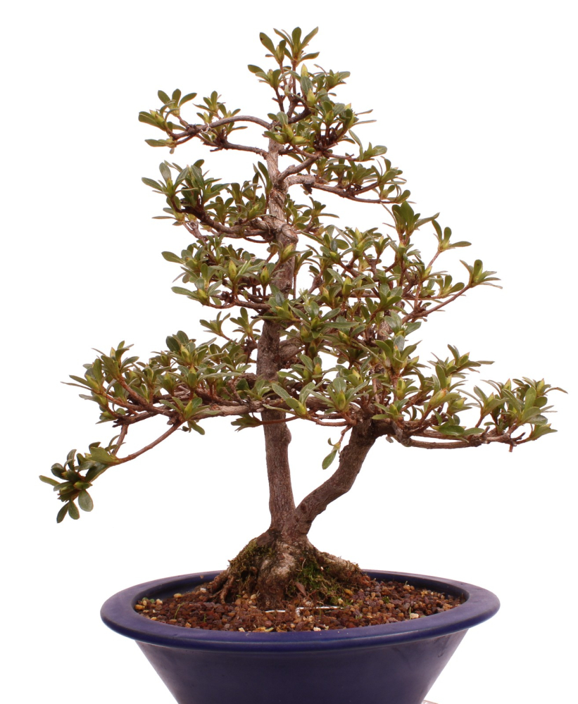 Bonsai Japanische Satsuki Azalee 'Senbazuru' Rhododendron indicum 229/135