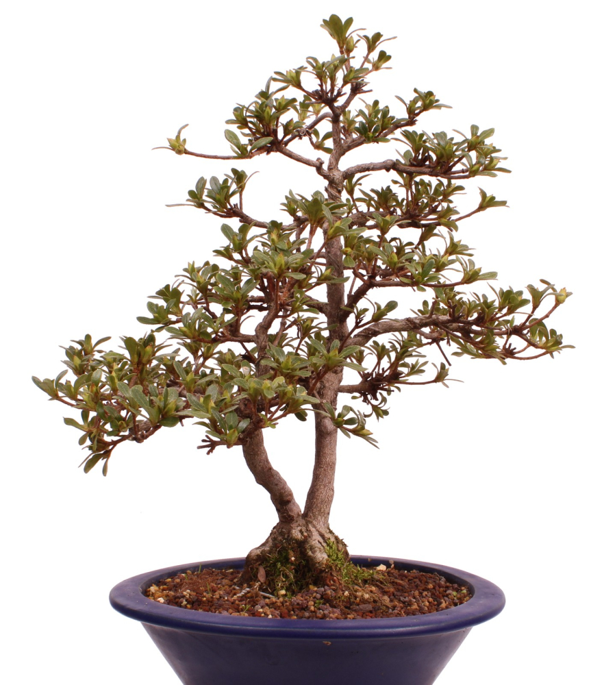 Bonsai Japanische Satsuki Azalee 'Senbazuru' Rhododendron indicum 229/135