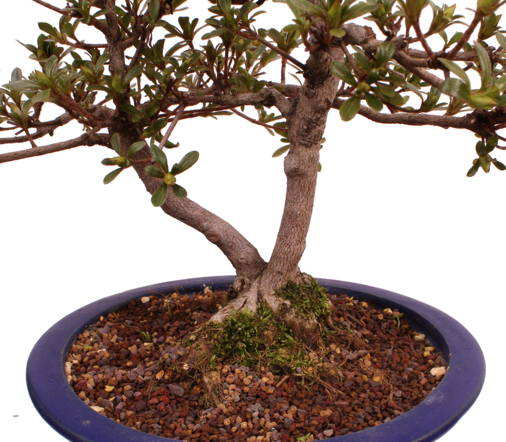 Bonsai Japanische Satsuki Azalee 'Senbazuru' Rhododendron indicum 229/135